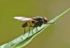 Hydrophoria ruralis